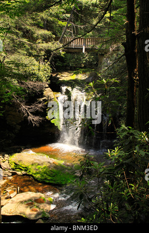 Elakala tombe dans le parc d'état de Blackwater, Davis, West Virginia, USA Banque D'Images