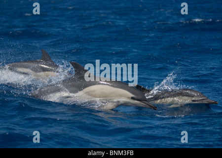 Short-beaked Dauphin commun, Delphinus delphis, «Delfin, Pico, Açores, Portugal Banque D'Images