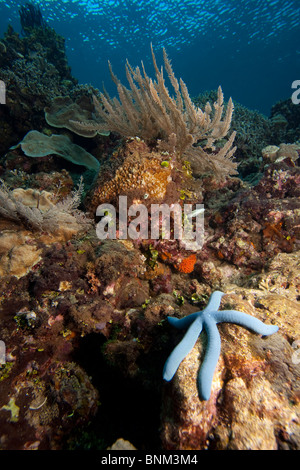 Sea Star ou étoile de mer linckia laevigata) (sur un récif de corail, au large de l'île de Bunaken, au nord de Sulawesi, Indonésie. Banque D'Images