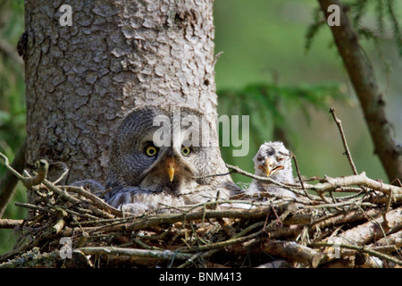 Chouette lapone avec pigeonneaux nest / Strix nebulosa Banque D'Images