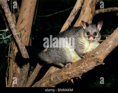 Common Brushtail Possum dans l'arbre / Trichosurus vulpecula Banque D'Images