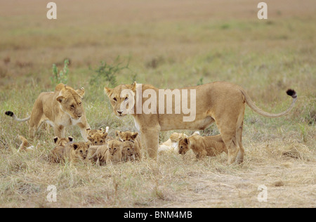 La lionne avec oursons / Panthera leo Banque D'Images