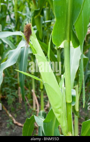 Libre de produits frais à la récolte des plants de maïs avec de riches Banque D'Images