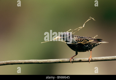 Avec le matériel du nid / Starling Sturnus vulgaris Banque D'Images