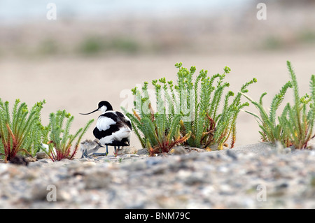 Avocette élégante Recurvirostra avosetta poussins sol sol oiseaux famille camouflage animal nature Banque D'Images