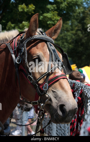 Un cheval en tirant un pays juste à l'amure Banque D'Images