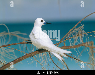 La sterne blanche - assis sur une branche / Gygis alba Banque D'Images