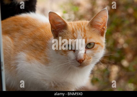 Chat sauvage assis sur le rebord de la fenêtre d'un petit bar en tamaduste, El hierro, îles canaries Banque D'Images