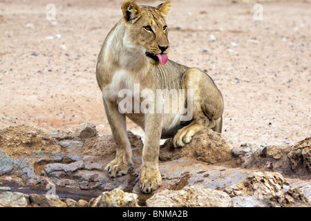Une lionne dans le Kalahari dans le Parc National transfrontalier de Kgalagadi en Afrique du Sud et Botsw Banque D'Images