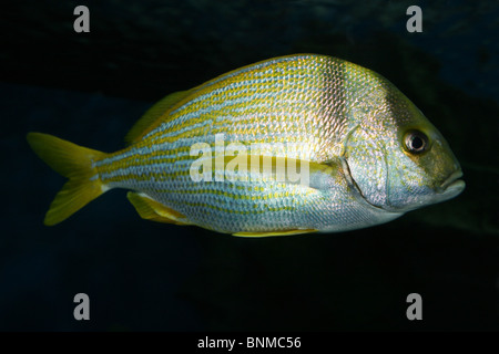Porkfish Anisotremus virginicus Banque D'Images