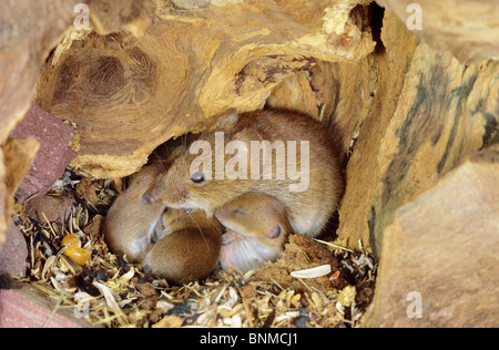 Campagnol roussâtre (Clethrionomys glareolus, Myodes glareolus), la mère avec les jeunes dans le nid Banque D'Images