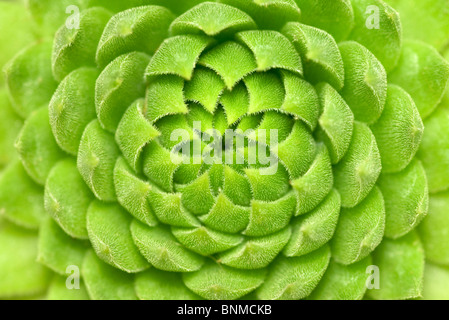 Close up of green plante succulente Banque D'Images