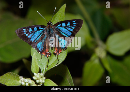 Argent commun Papillon Spot (Aphnaeus orcas : Lycaenidae) mâle basking dans rainforest, au Ghana. Banque D'Images