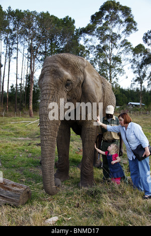 GRAND-MÈRE DE L'ENFANT ÉLÉPHANT PARC DES ÉLÉPHANTS DE KNYSNA KNYSNA AFRIQUE DU SUD KNYSNA ELEPHANT PARK 05 Juillet 2010 Banque D'Images