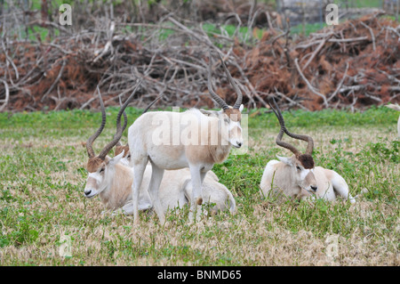 L'Addax (Addax nasomaculatus), également connu sous le nom de l'antilope, le screwhorn Banque D'Images