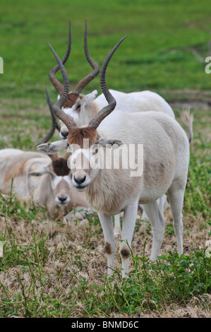 L'Addax (Addax nasomaculatus), également connu sous le nom de l'antilope, le screwhorn Banque D'Images