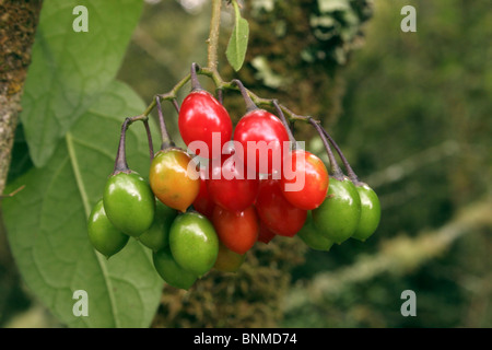 Bittersweet, Woody nightshade (Solanum dulcamara) montrant vert, orange et fruits rouges à différents stades de maturation, au Royaume-Uni. Banque D'Images