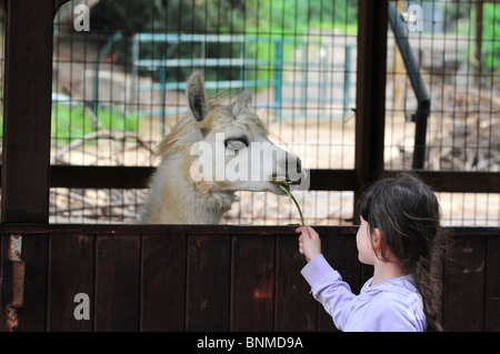 Enfant dans un coin pour enfants dans un zoo pour les enfants Banque D'Images