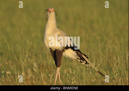 Oiseau Secrétaire, Sagittaire serpentarius, dans les prairies, Masai Mara National Reserve, Kenya Banque D'Images