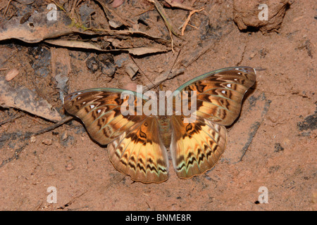 Commandant commun (papillon Euryphura chalcis : Nymphalidae) puddlage dans rainforest, au Ghana. Banque D'Images