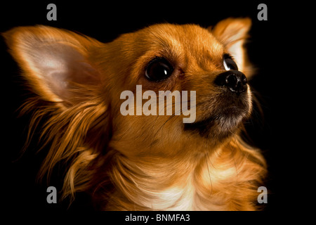 Chihuahua chien animal portrait petite bête peu chien animal animaux chien animal brun brun noir bête découper animal portrait Banque D'Images