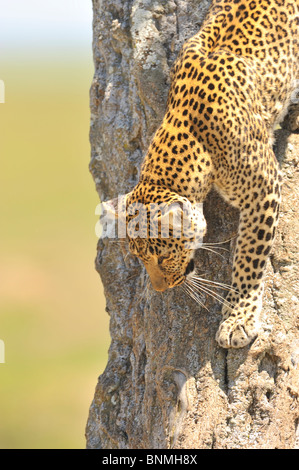 Léopard, Panthera pardus, descendant d'un arbre, Masai Mara National Reserve, Kenya Banque D'Images