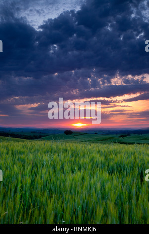 Coucher de soleil sur champ de blé près de Pienza, Toscane Italie Banque D'Images