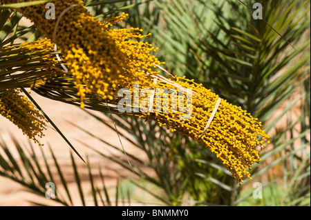 Date Palm fleurs mâles attachés avant la pollinisation, Figuig, province de Figuig, région orientale, le Maroc. Banque D'Images