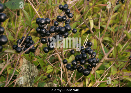Troène (Ligustrum vulgare sauvage : Oleaceae) dans le secteur des fruits, au Royaume-Uni. Banque D'Images