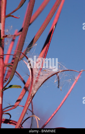 Rosebay willowherb (Chamerion angustifolium : Onagraceae) dehiscing la gousse pour libérer les graines, UK. Banque D'Images