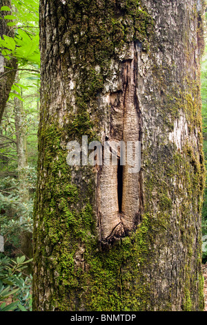 Sentier de l'anse d'Andy - Pisgah National Forest, à proximité de Brevard, North Carolina, États-Unis Banque D'Images