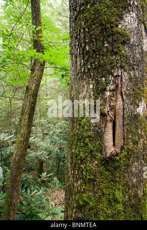 Sentier de l'anse d'Andy - Pisgah National Forest, à proximité de Brevard, North Carolina, États-Unis Banque D'Images