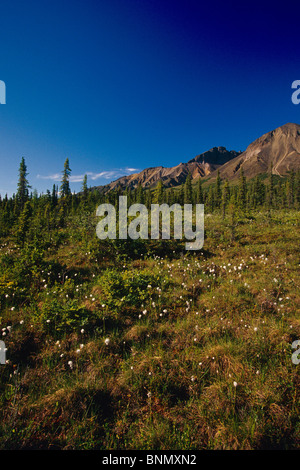 Mtns Wrangell & Tundra w/coton de l'été Wrangell-St Elias SC AK NP Banque D'Images