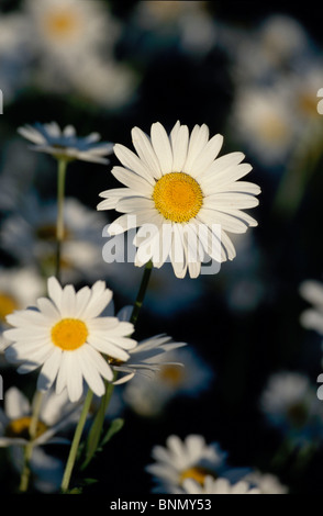 Close up de marguerites le long du sentier côtier Anchorage AK Banque D'Images