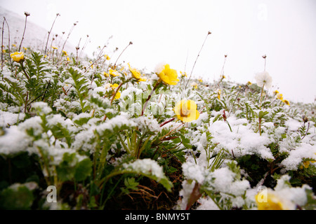 La neige a couvert de fleurs sauvages pris en haut de Hatchers Pass, Soutcentral, Alaska, l'été Banque D'Images