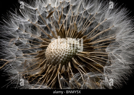 Vue macro d'une fleur Dandilion allé aux semences, Alaska Banque D'Images