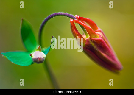 Les pays en développement de l'ancolie, une corolle de fleurs sauvages de l'Alaska en commun qui fournit du nectar pour les colibris Banque D'Images