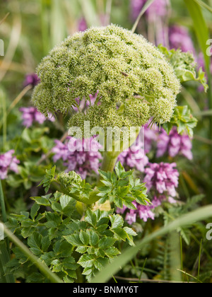 Vue rapprochée de Whorled Lousewort fleurs, l'été, l'île Saint-Paul, Alaska Banque D'Images