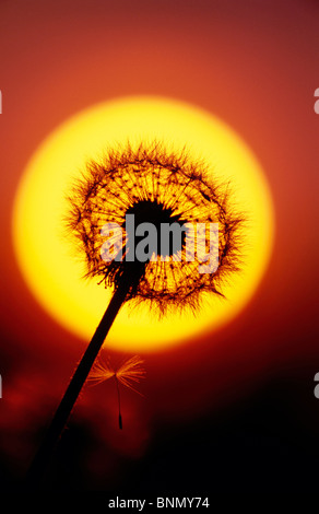 Close up of Dandelion Seed et coucher du soleil à Alaska Banque D'Images