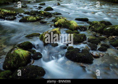 Petite cascade dévale une chute de pierres dans un ruisseau de montagne dans la forêt nationale de Tongass, Alaska Banque D'Images