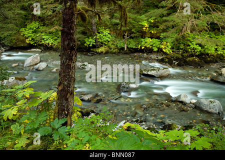 Petit ruisseau de montagne dans la forêt nationale de Tongass, Alaska Banque D'Images