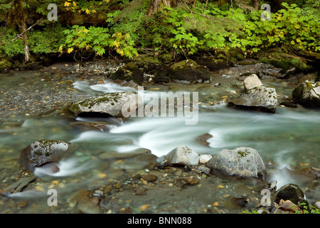 Petit ruisseau de montagne dans la forêt nationale de Tongass, Alaska Banque D'Images