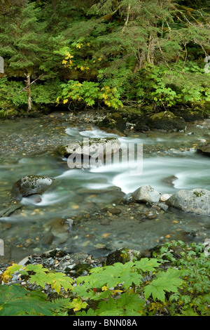 Petit ruisseau de montagne dans la forêt nationale de Tongass, Alaska Banque D'Images