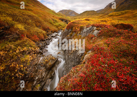 Petit cours d'eau jusqu'à l'automne dans la toundra couleur Hatcher Pass, Alaska Banque D'Images