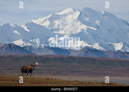 Bull Moose debout sur la toundra dans face de Mt. McKinley pendant l'automne, le parc national Denali, Alaska Banque D'Images