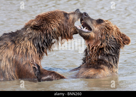 Captif : Deux jouer Grizzly lutte dans l'eau de Turnagain Arm à l'Alaska Wildlife Conservation Center, Alaska Banque D'Images