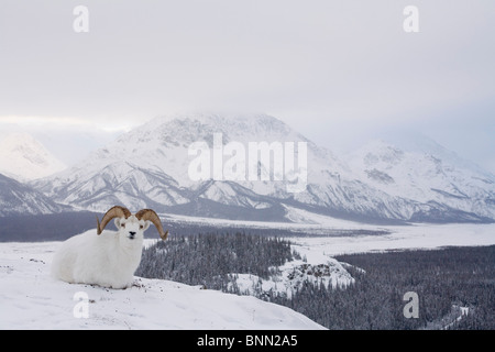 Les mouflons de Dall lits bas sur le mont Sheep sur la vallée de la rivière Slims, Réserve de parc national Kluane, Yukon Territory, Canada Banque D'Images