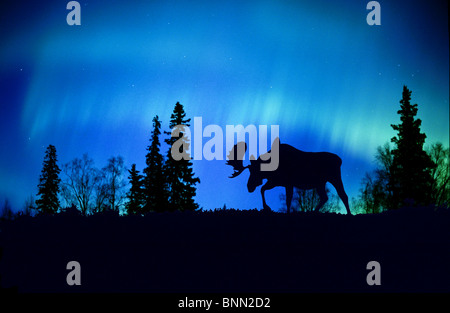 Silhouette d'orignaux contre composite Northern Lights Banque D'Images