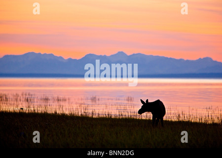 L'orignal le long du sentier côtier, Tony Knowles au coucher du soleil en été à Anchorage, Alaska Banque D'Images