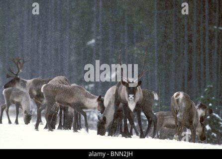 Le caribou de montagne pendant l'hiver dans le parc national Jasper, Alberta, Canada Banque D'Images